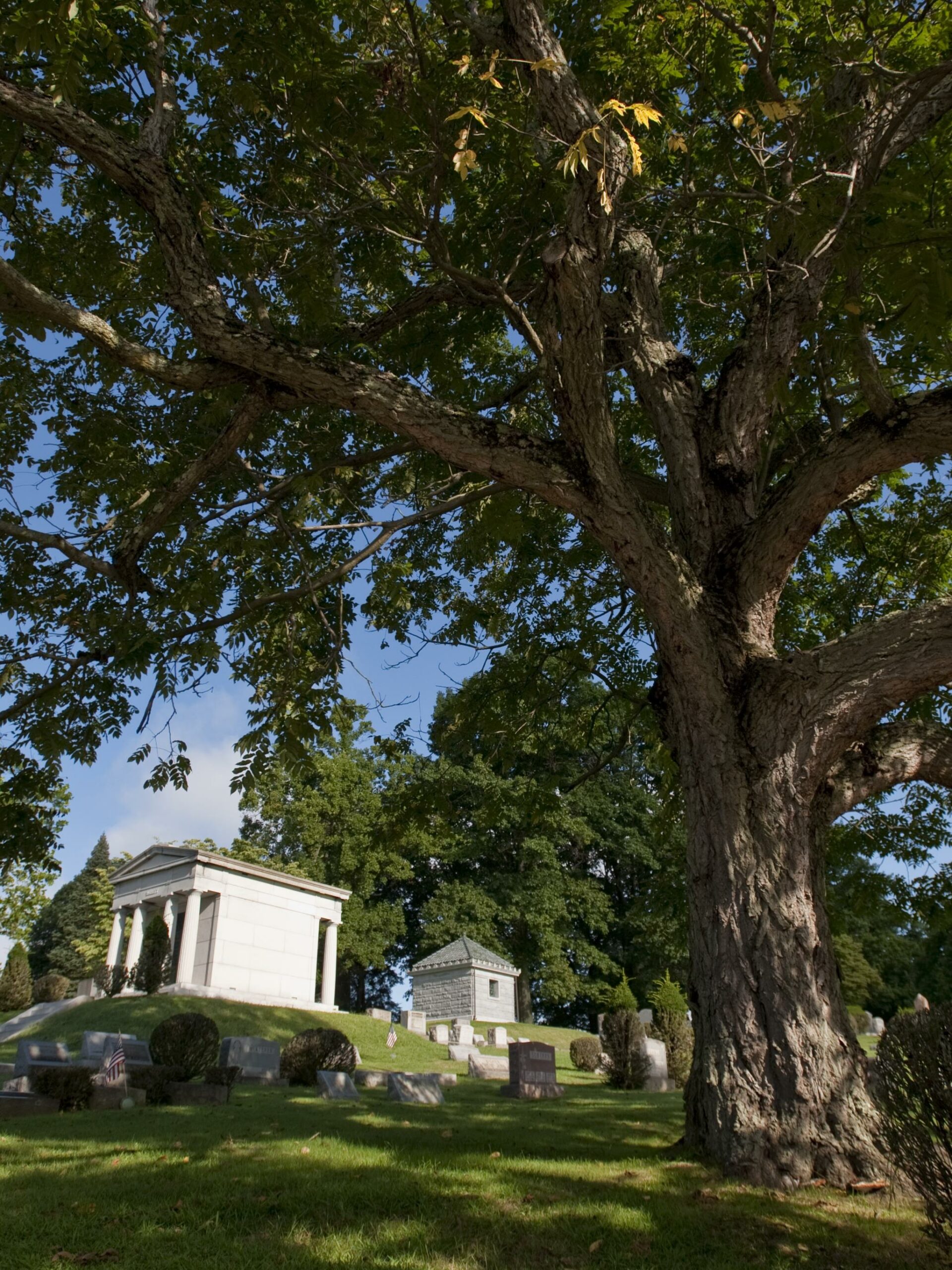 sewickley-cemetery-tree
