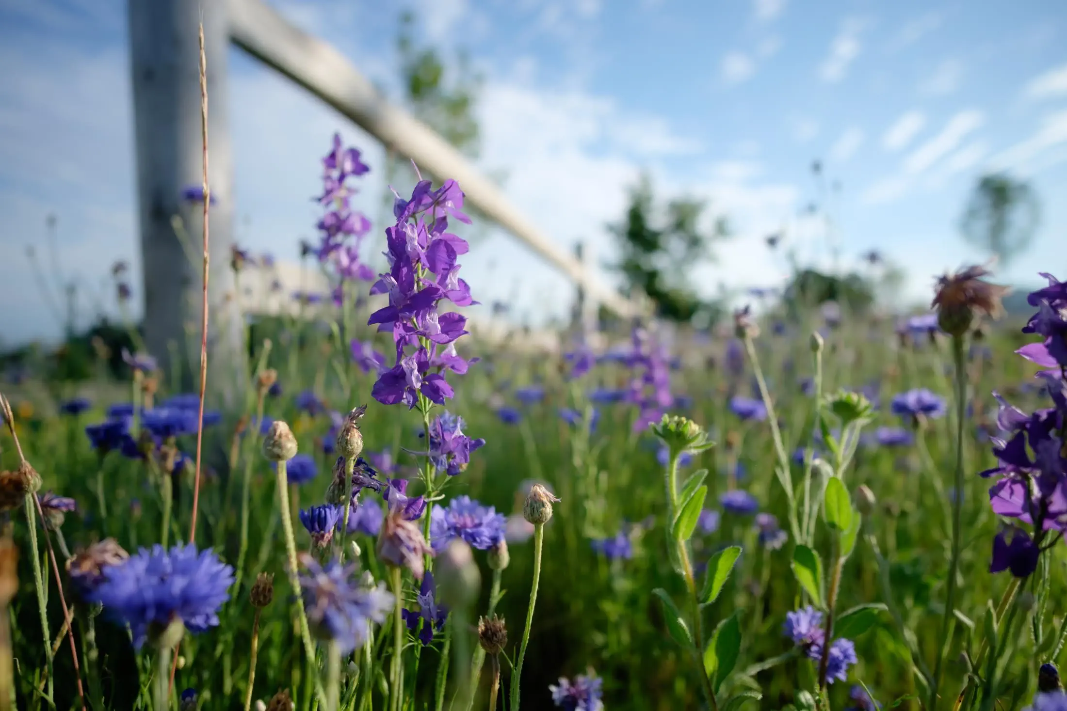 larkspur